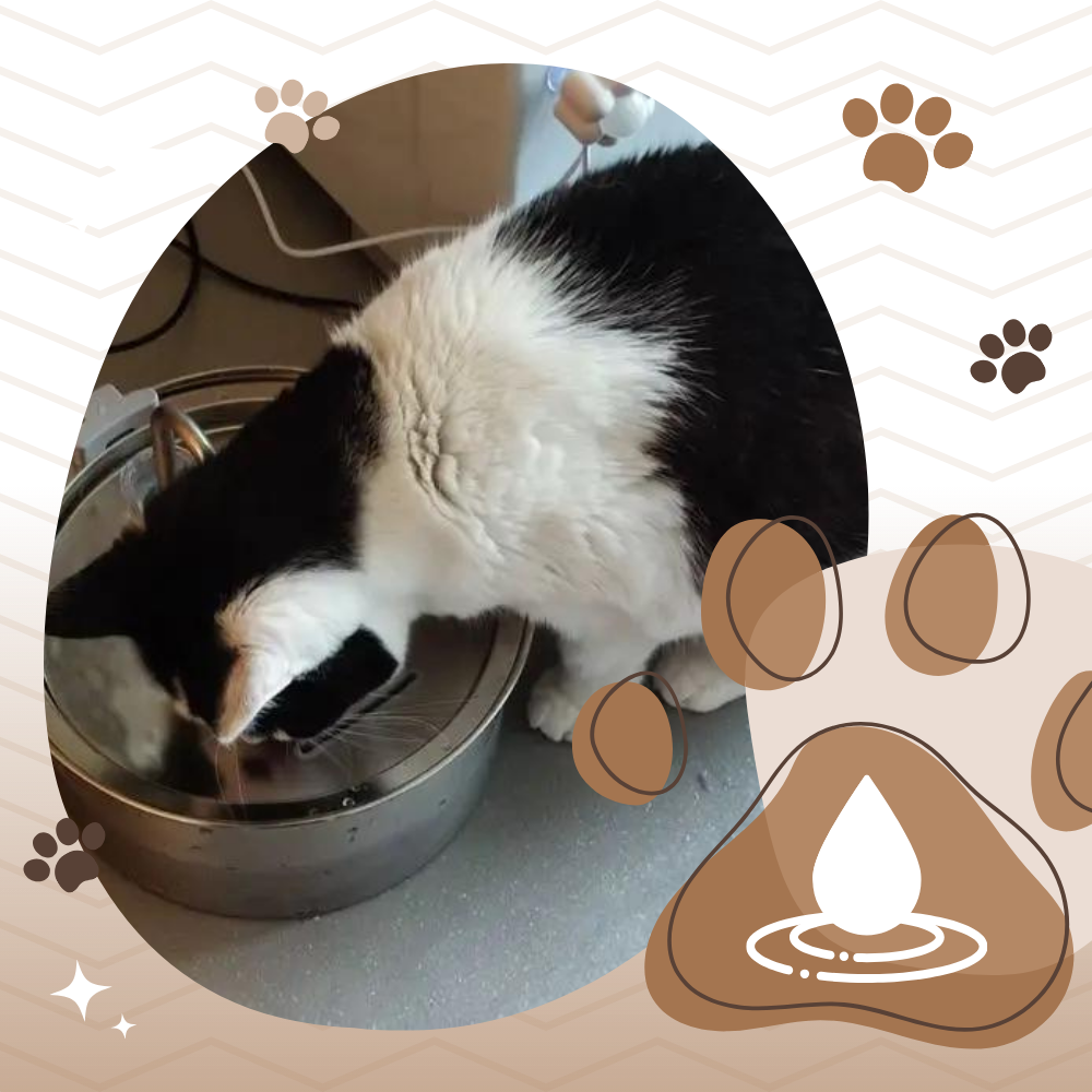Automatic Cat Water Fountain | Stainless Steel Large Capacity Drinking Dispenser