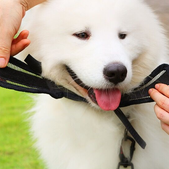 small-dog-muzzle